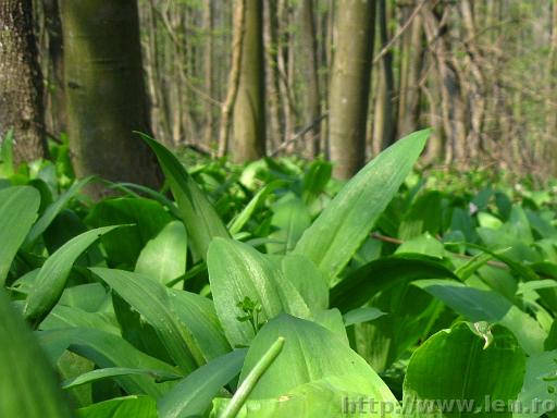 Ramsons in the wild