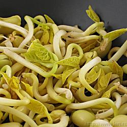 bean_sprouts * 1100 x 1100 * (557KB)